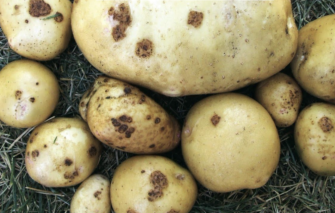 Alaska researchers survey spread of potato scab UAF news and information
